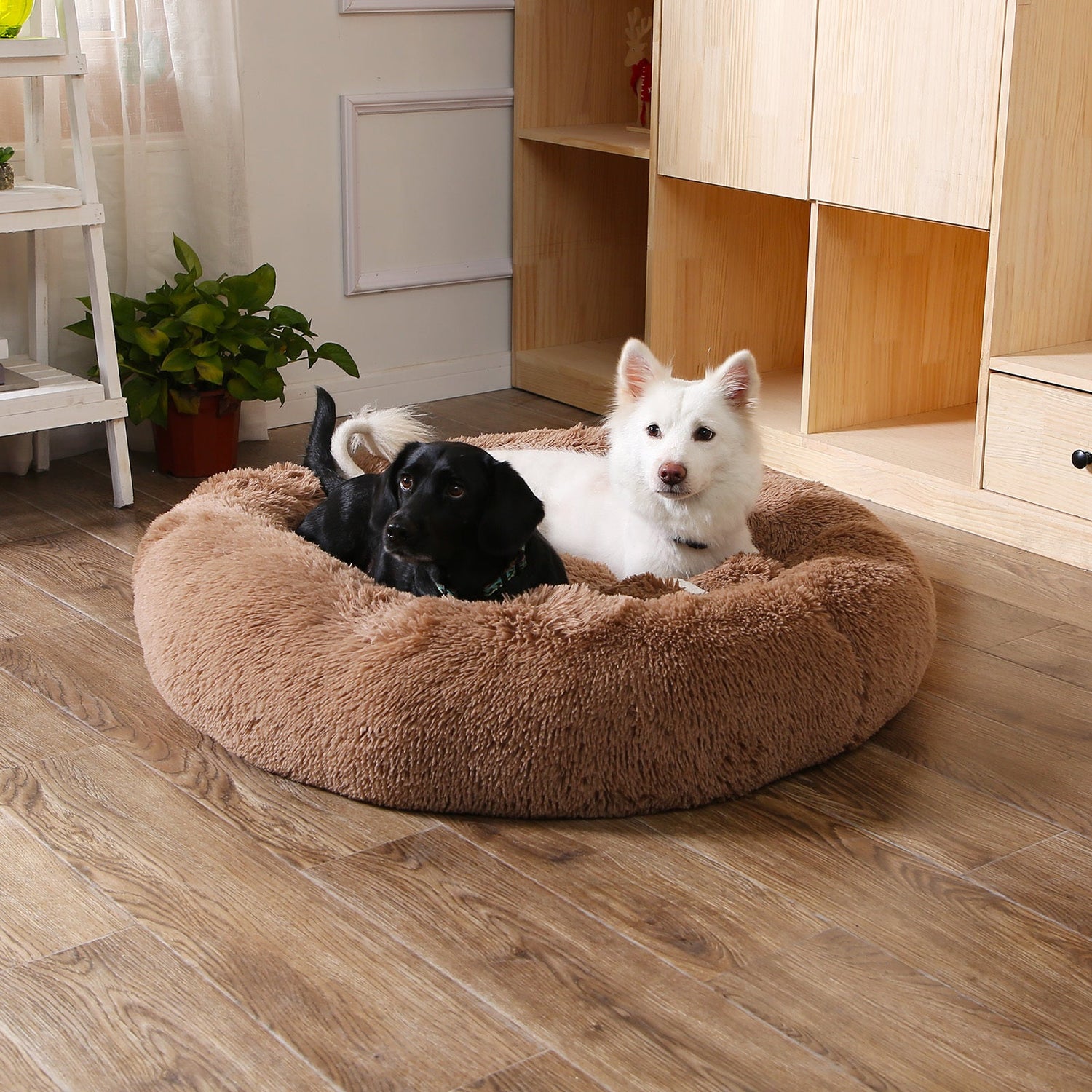 Pet Beds